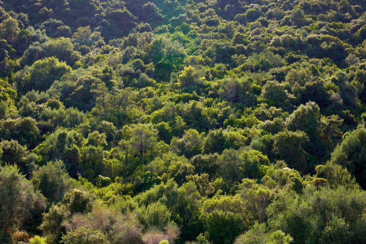 Avali, Mar-Bella Collection