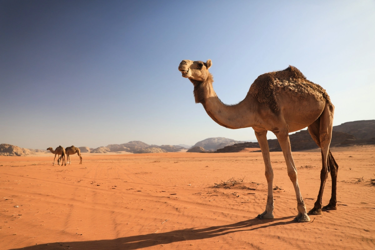 Why visit Arabia