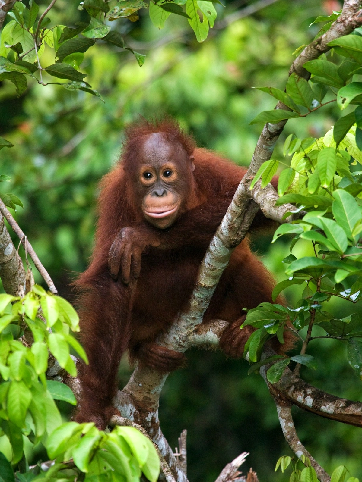 Borneo