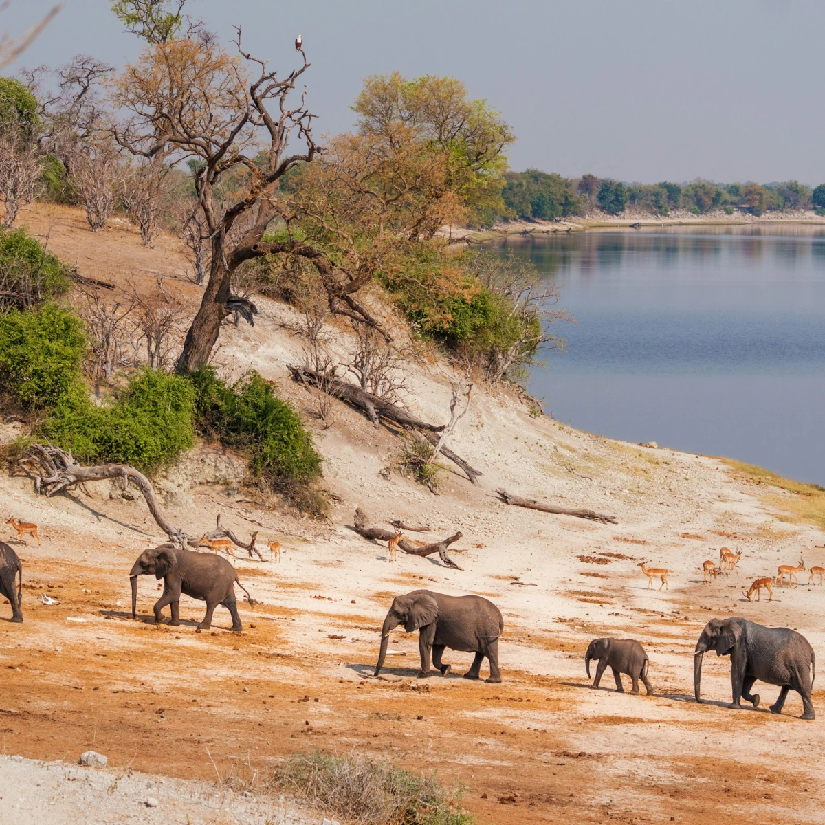 Chobe National Park