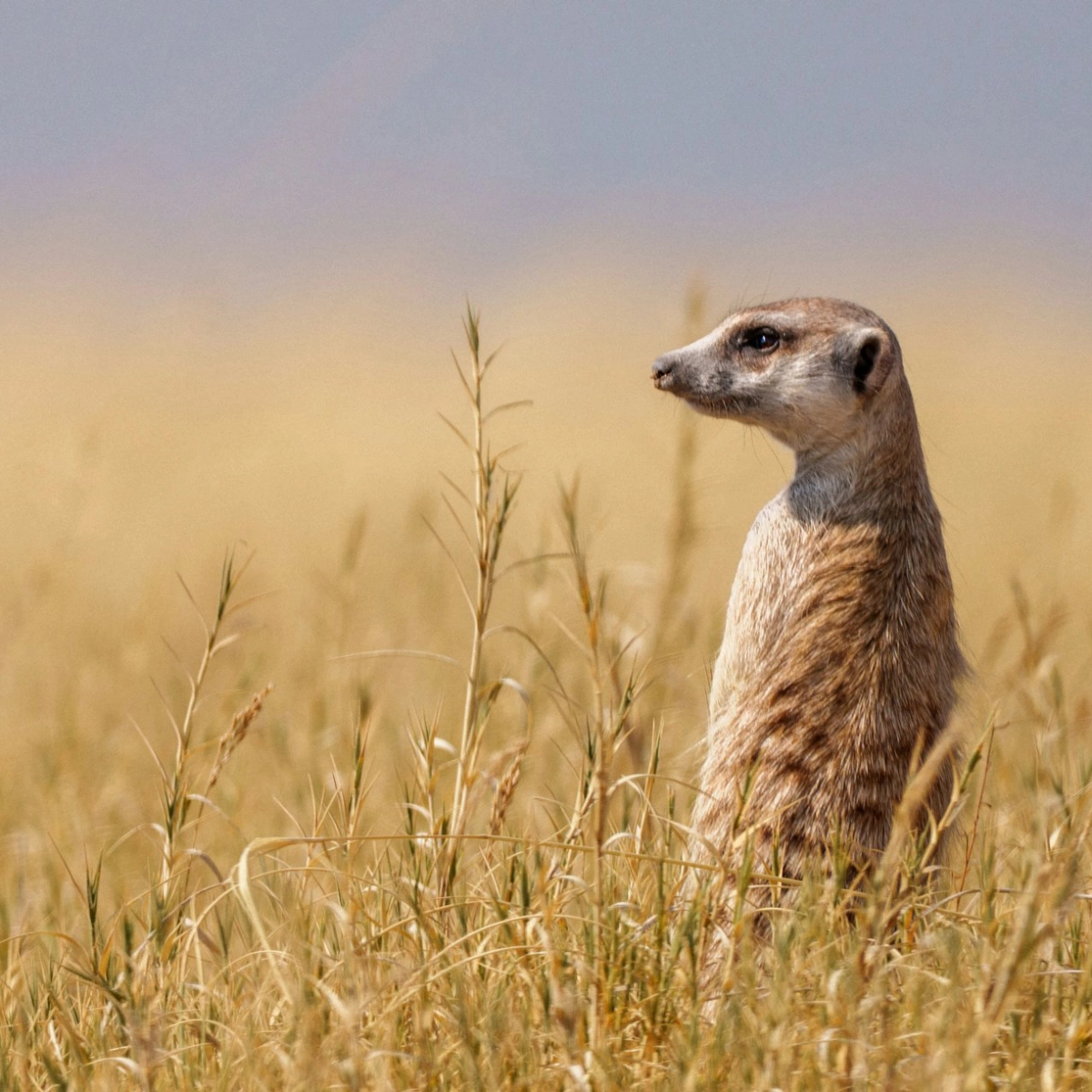 Makgadikgadi