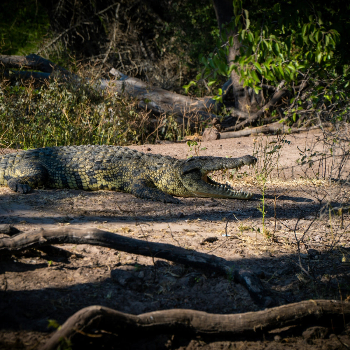 Mana Pools