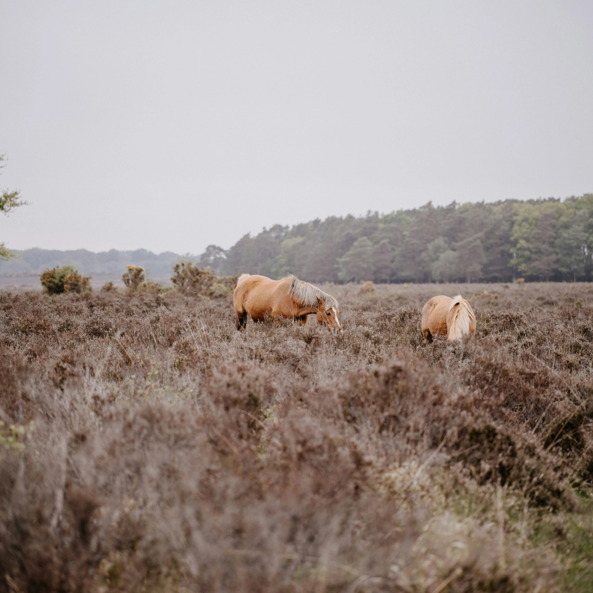 New Forest