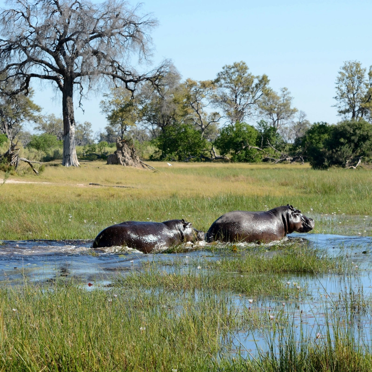 Okavango Delta