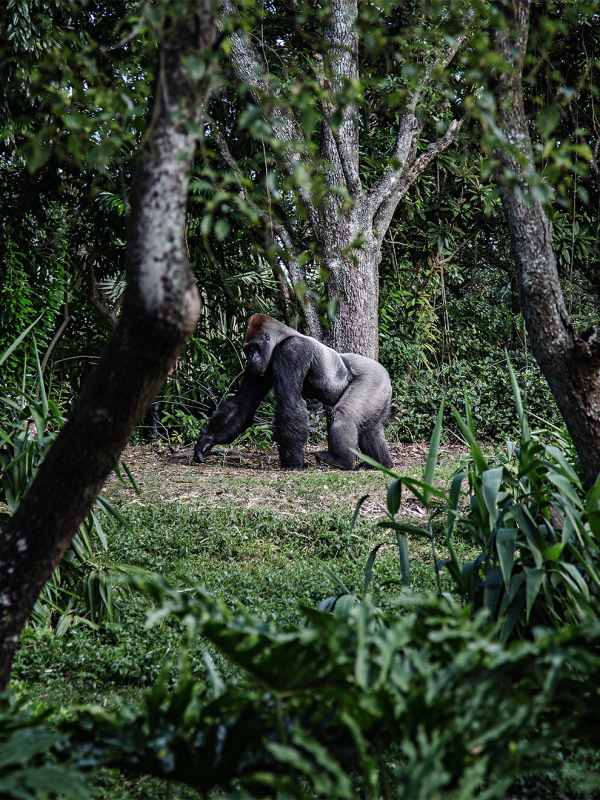 Rwanda