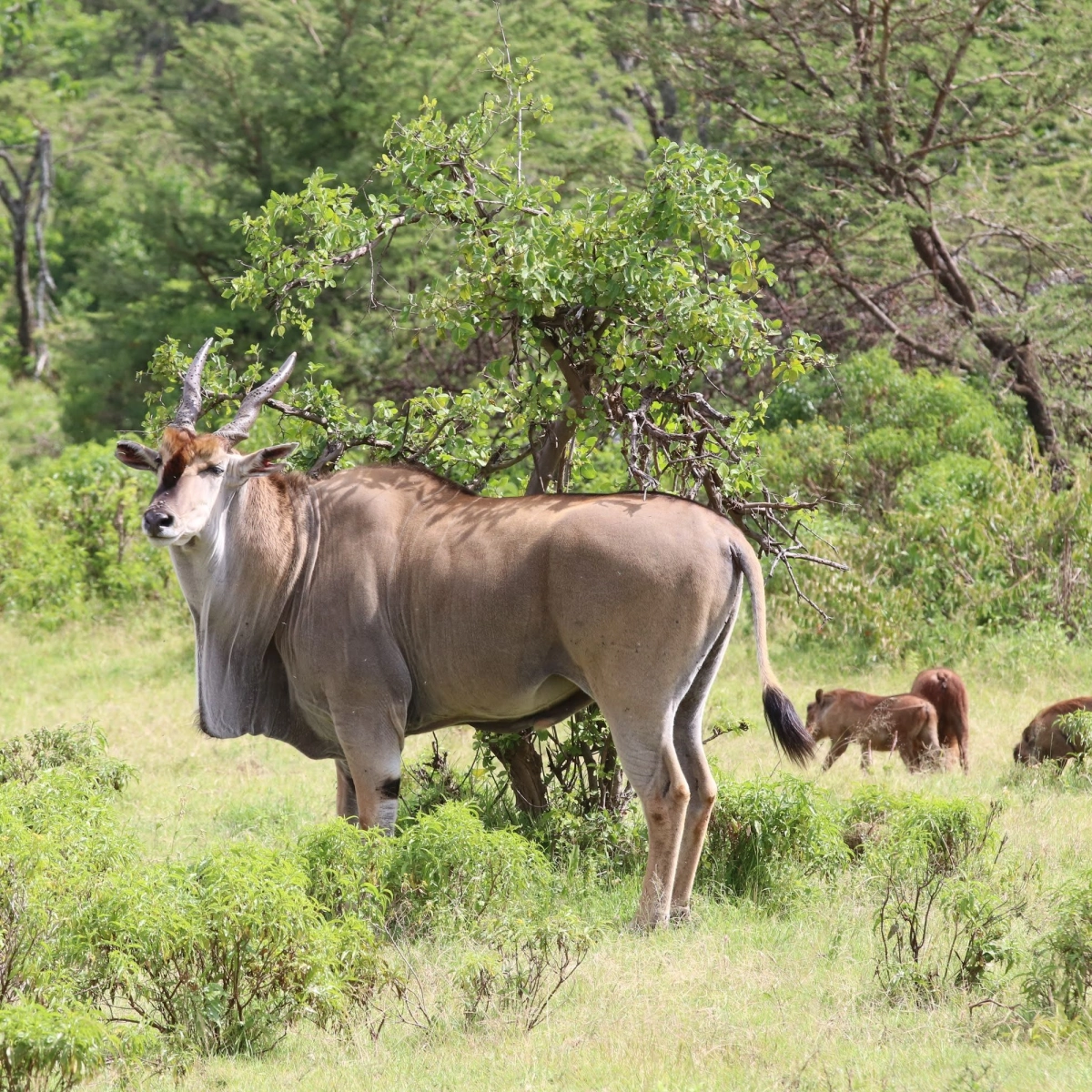 Samburu