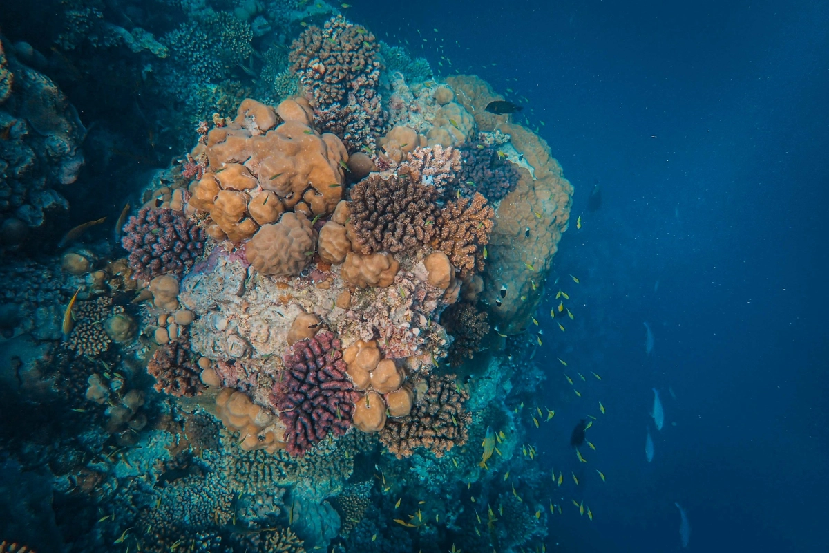 Why visit Jeddah & Red Sea