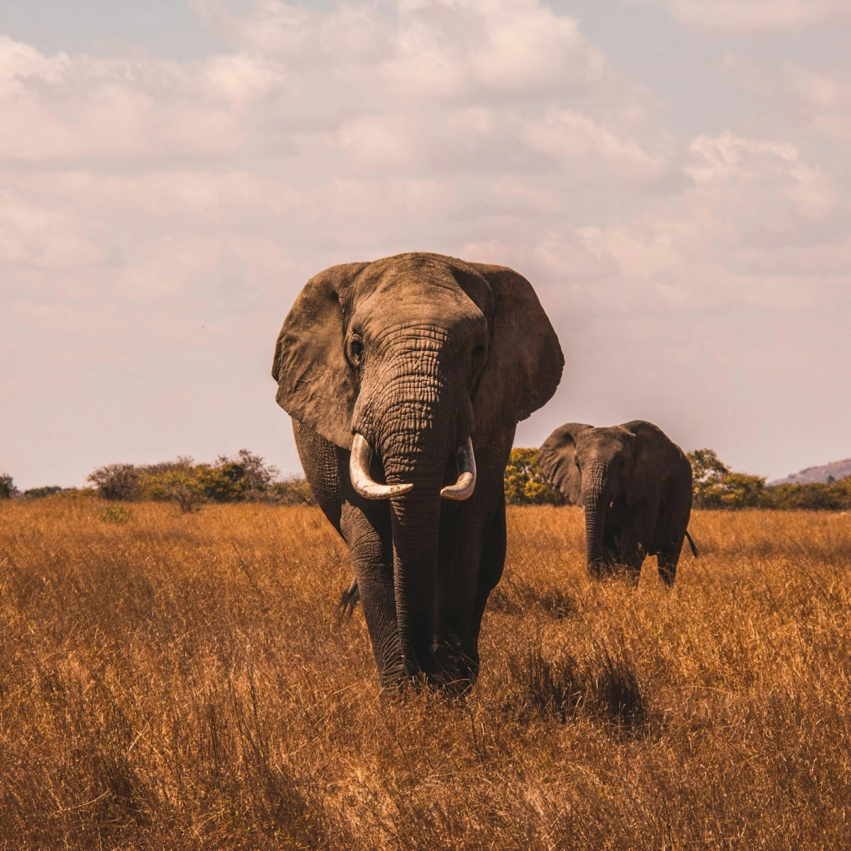 Selinda Reserve