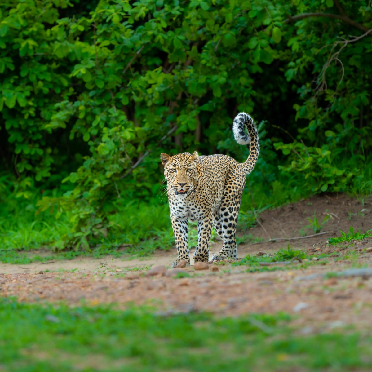 South Luangwa