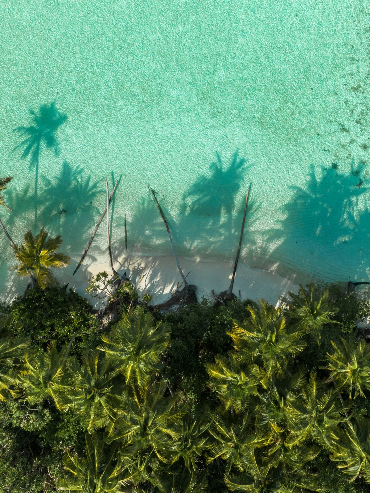 Tahaa