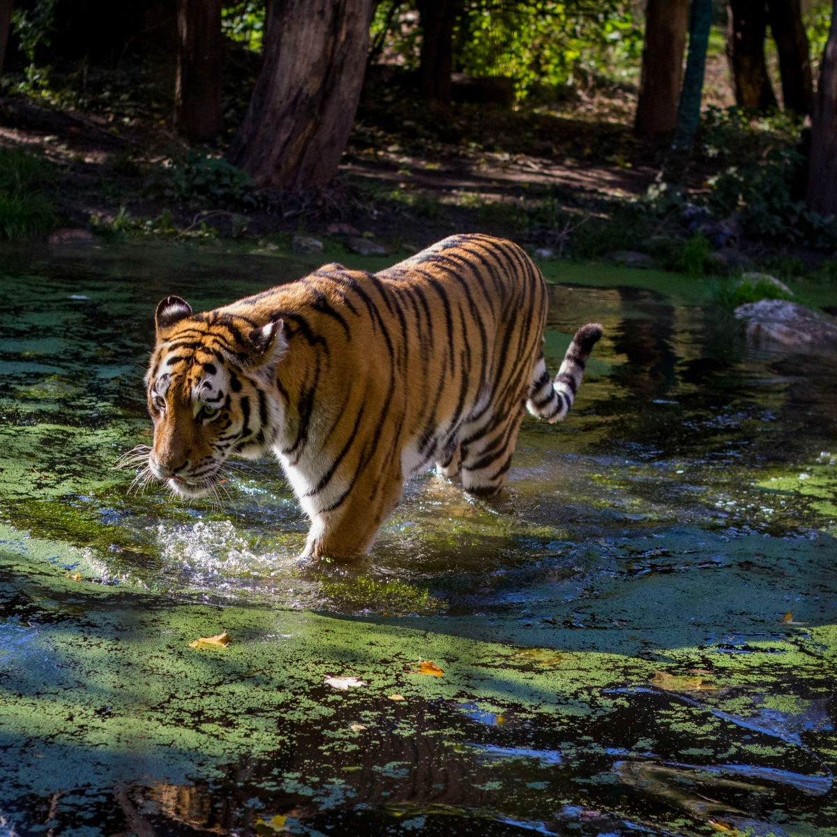 Tiger Reserves
