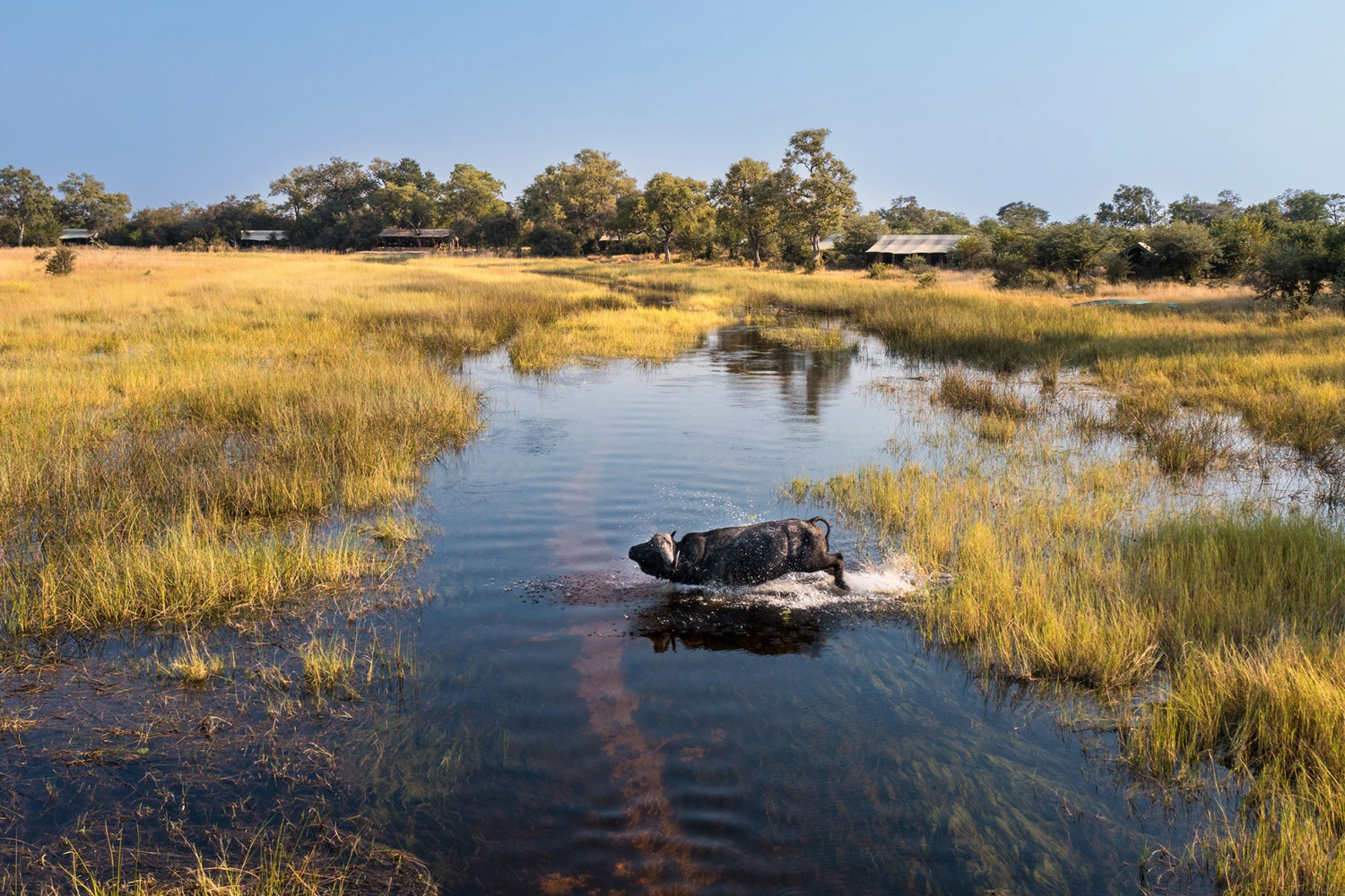 Okavengo Explorers Camp