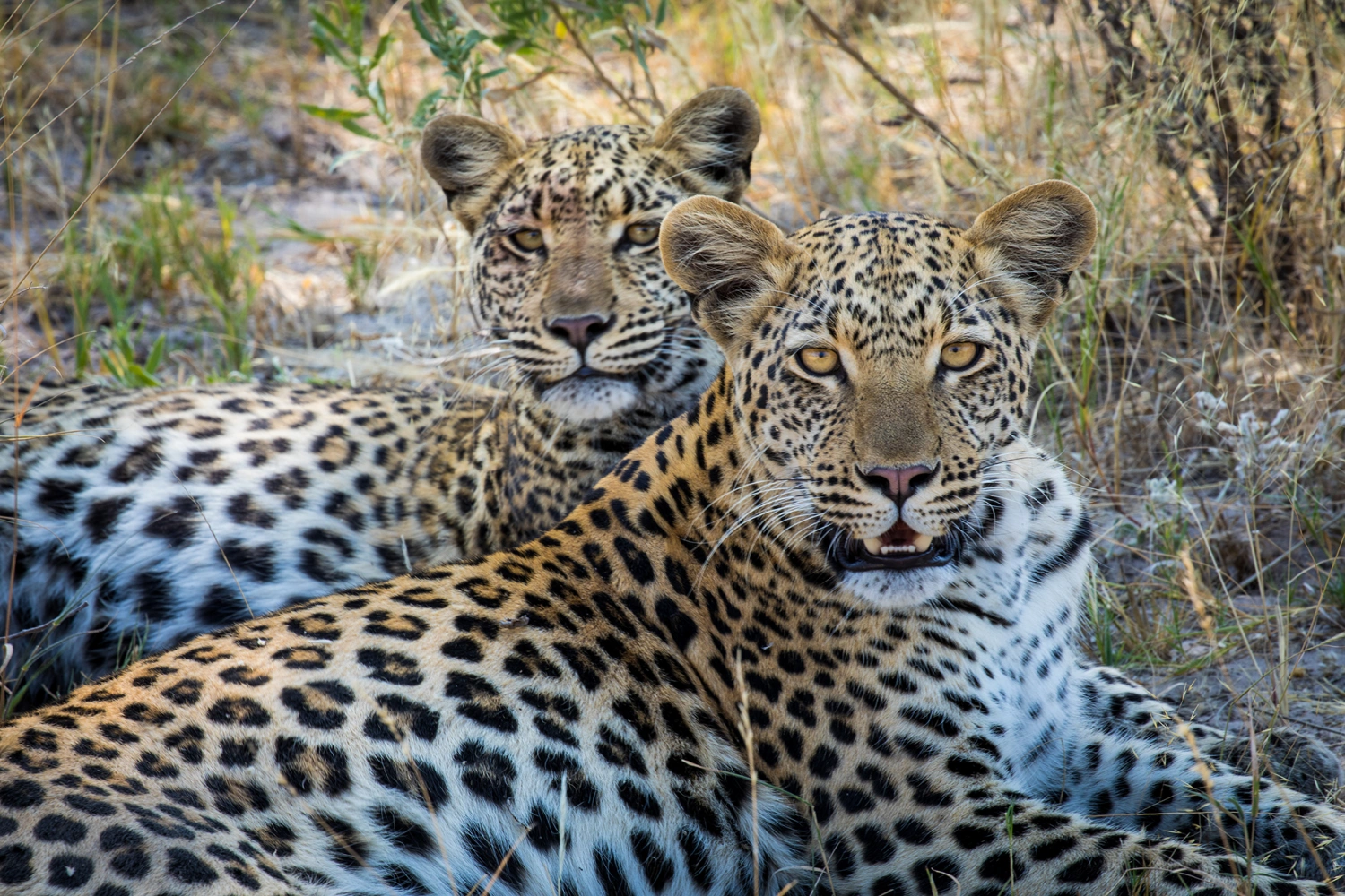 Duba Plains Suite