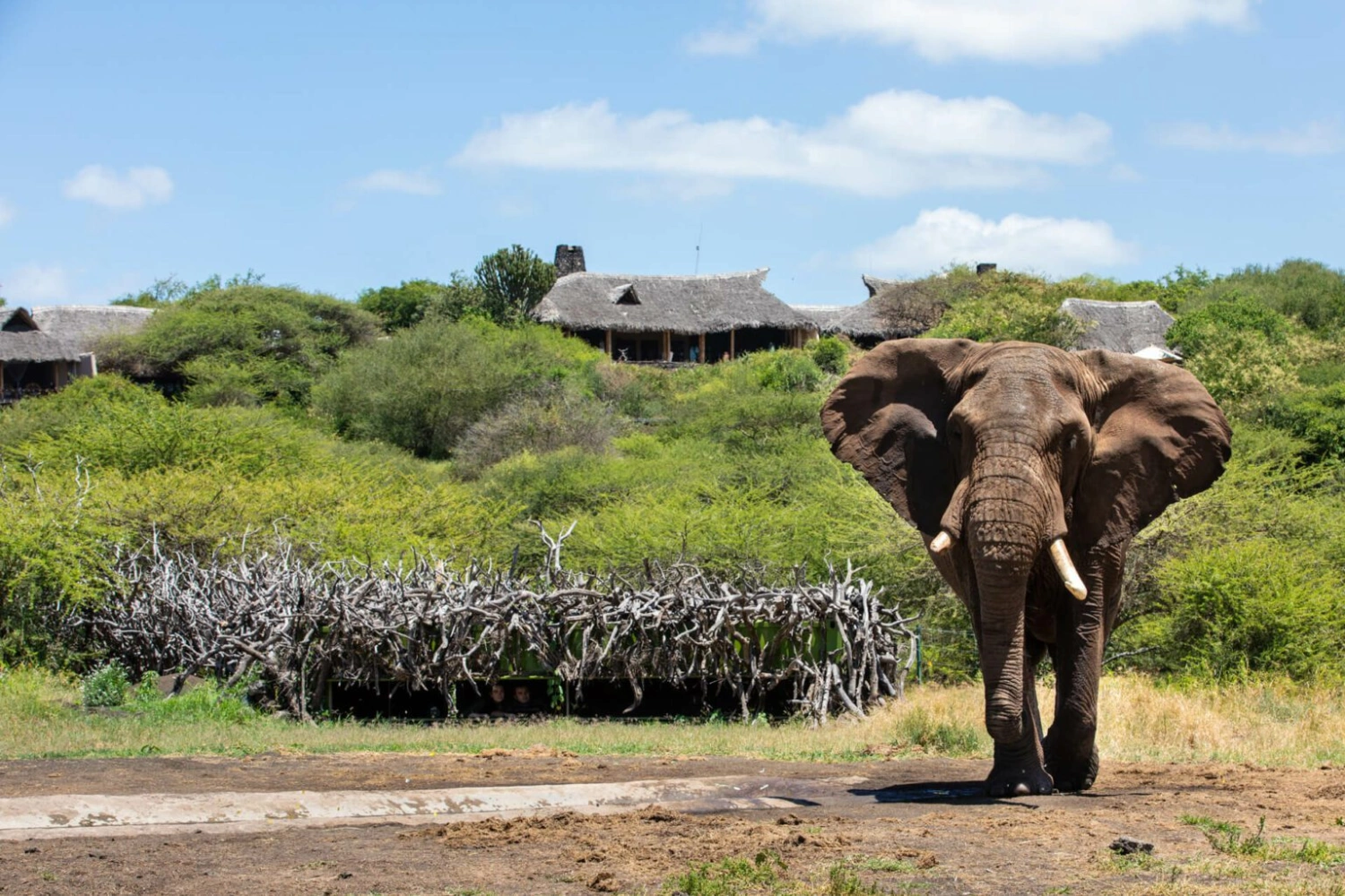 Duba Plains Camp