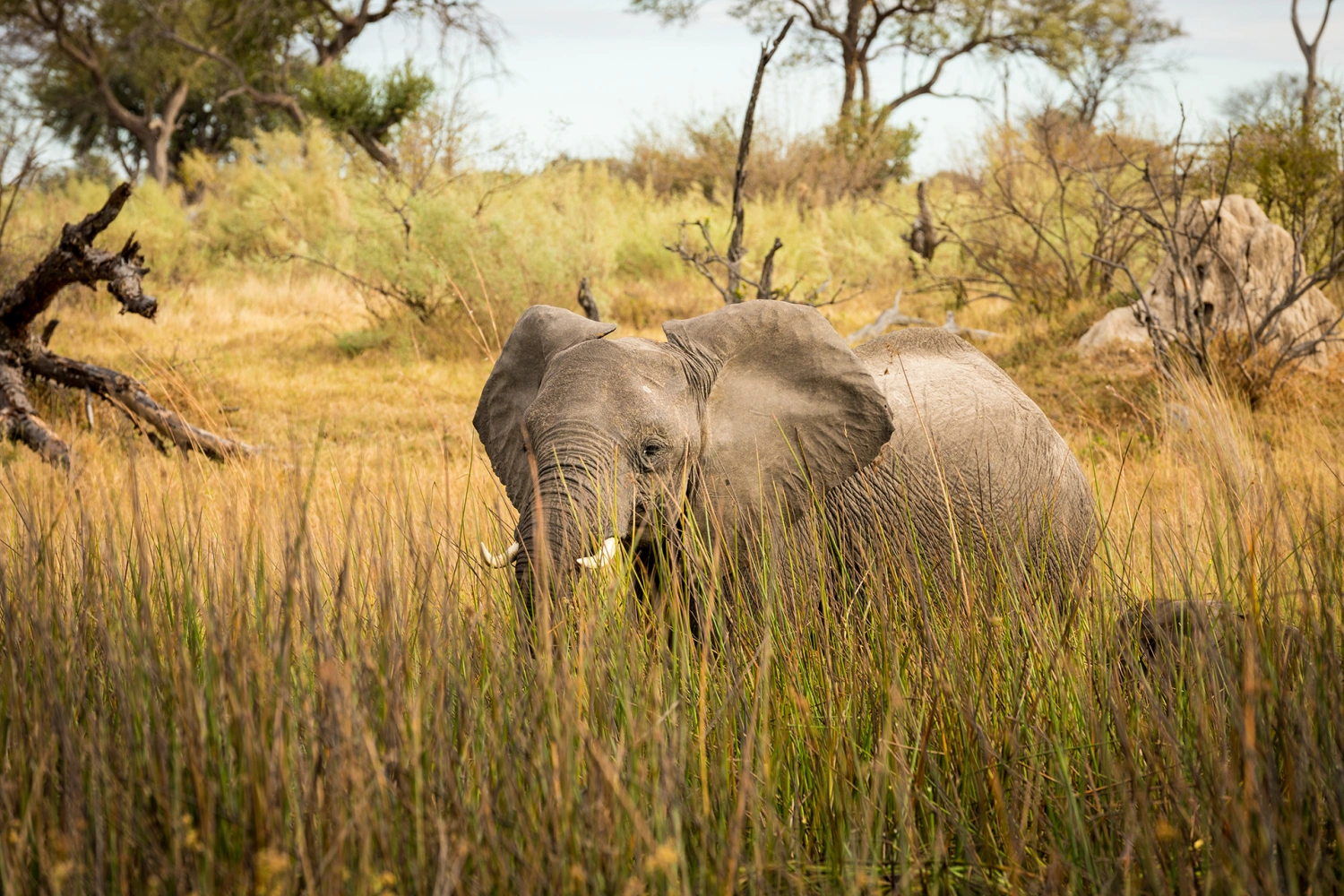 Duba Plains Camp
