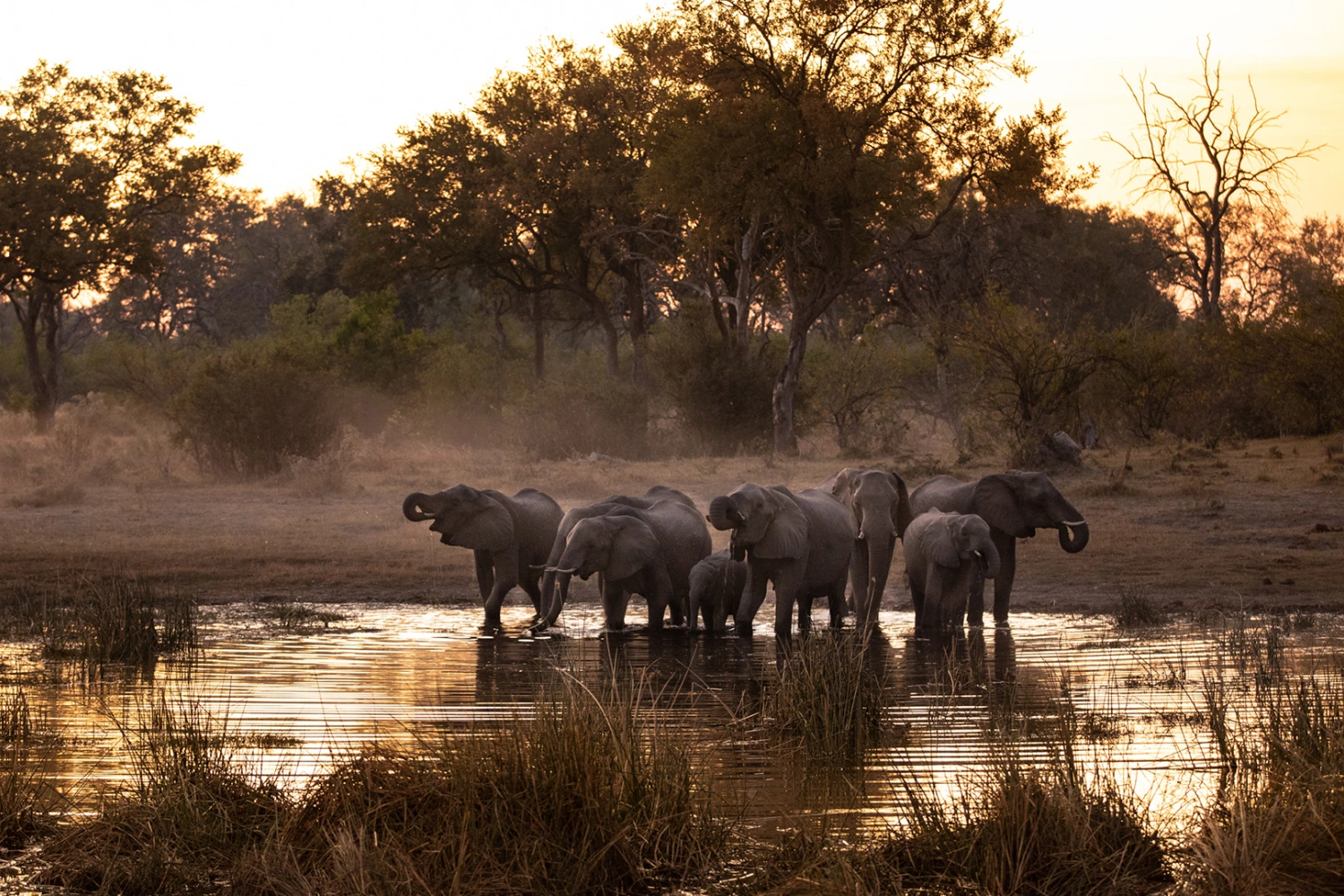 Selinda Camp