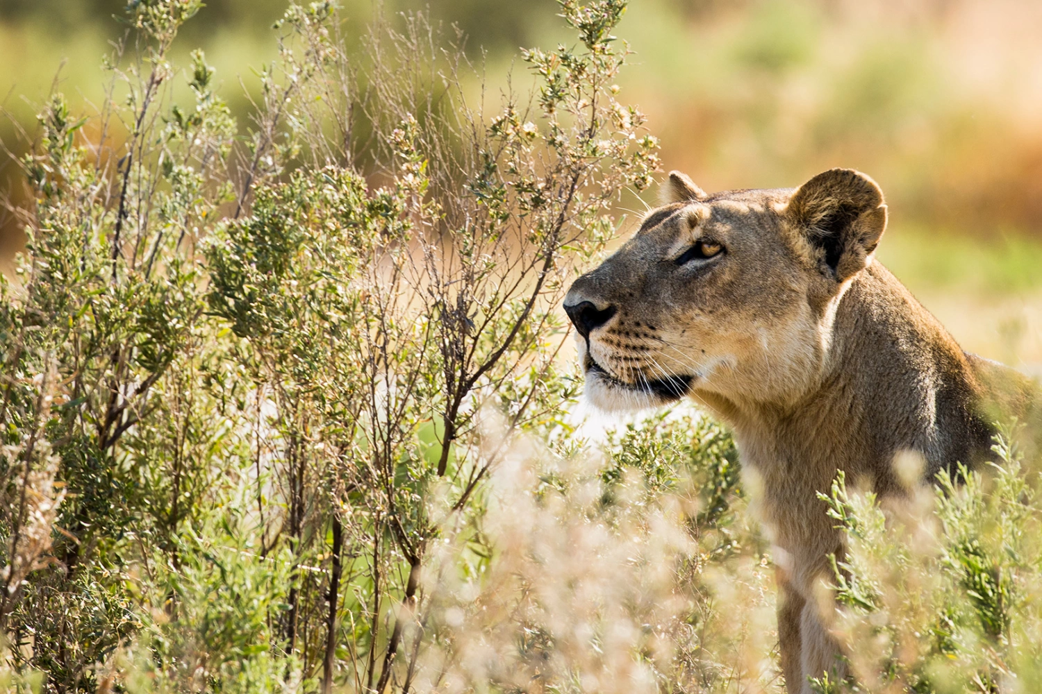 Selinda Camp