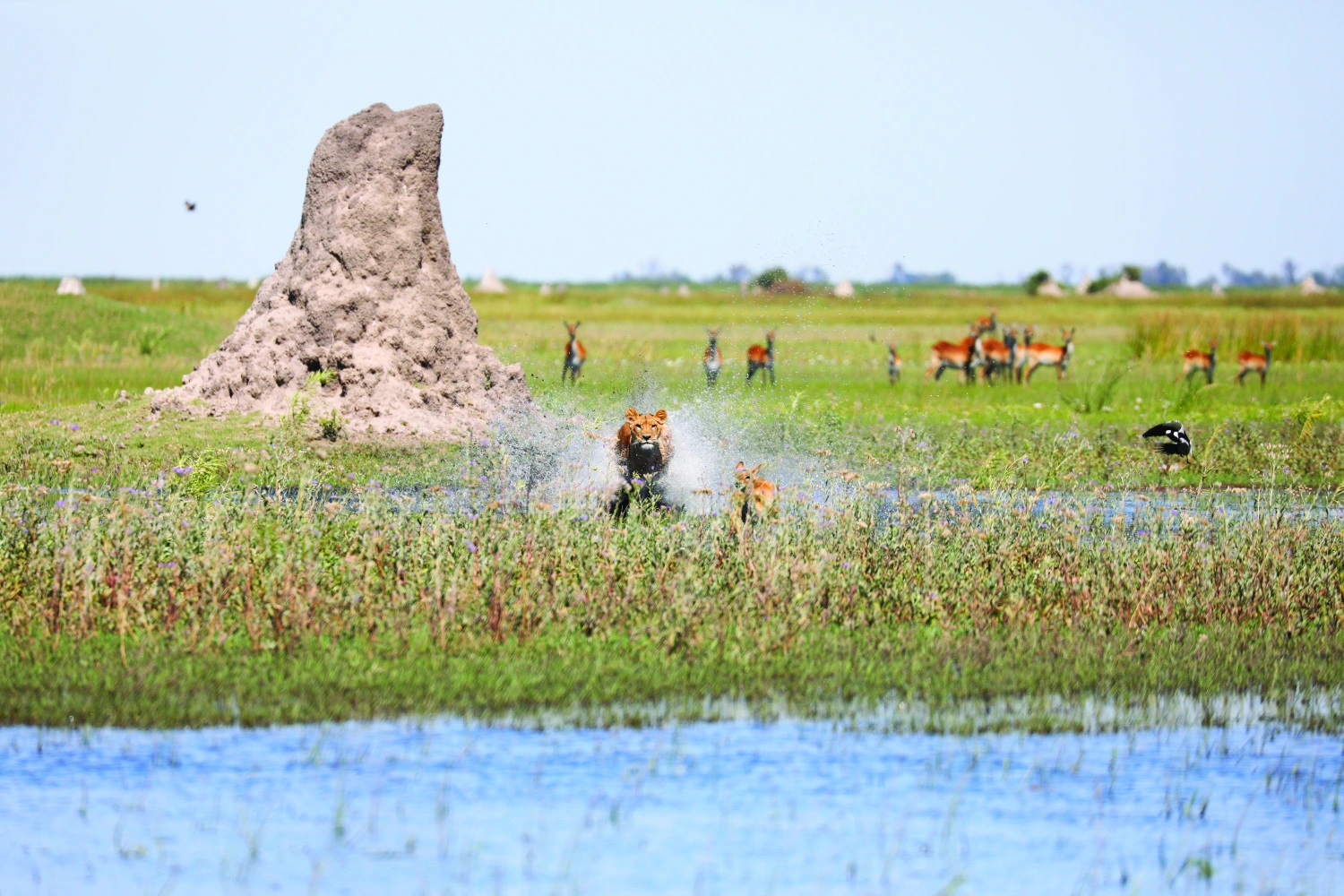 Duba Explorers Camp