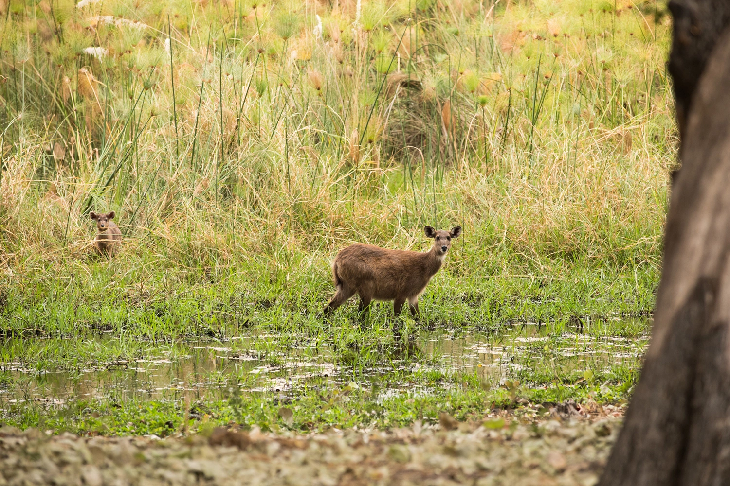 Sitatunga Private Island