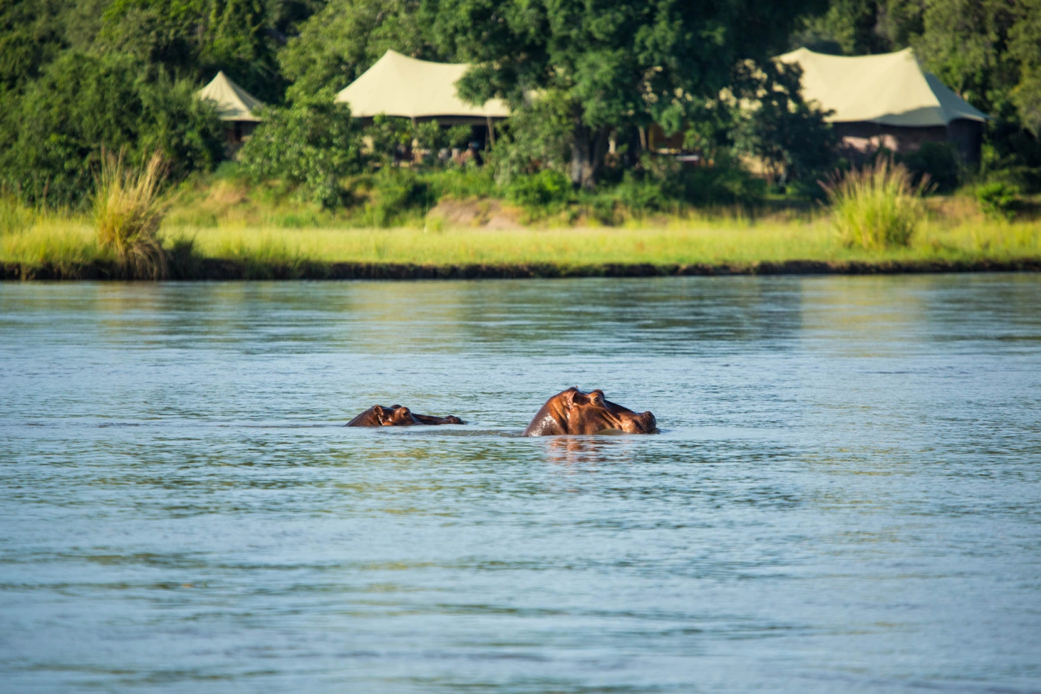 Tembo Plains Camp