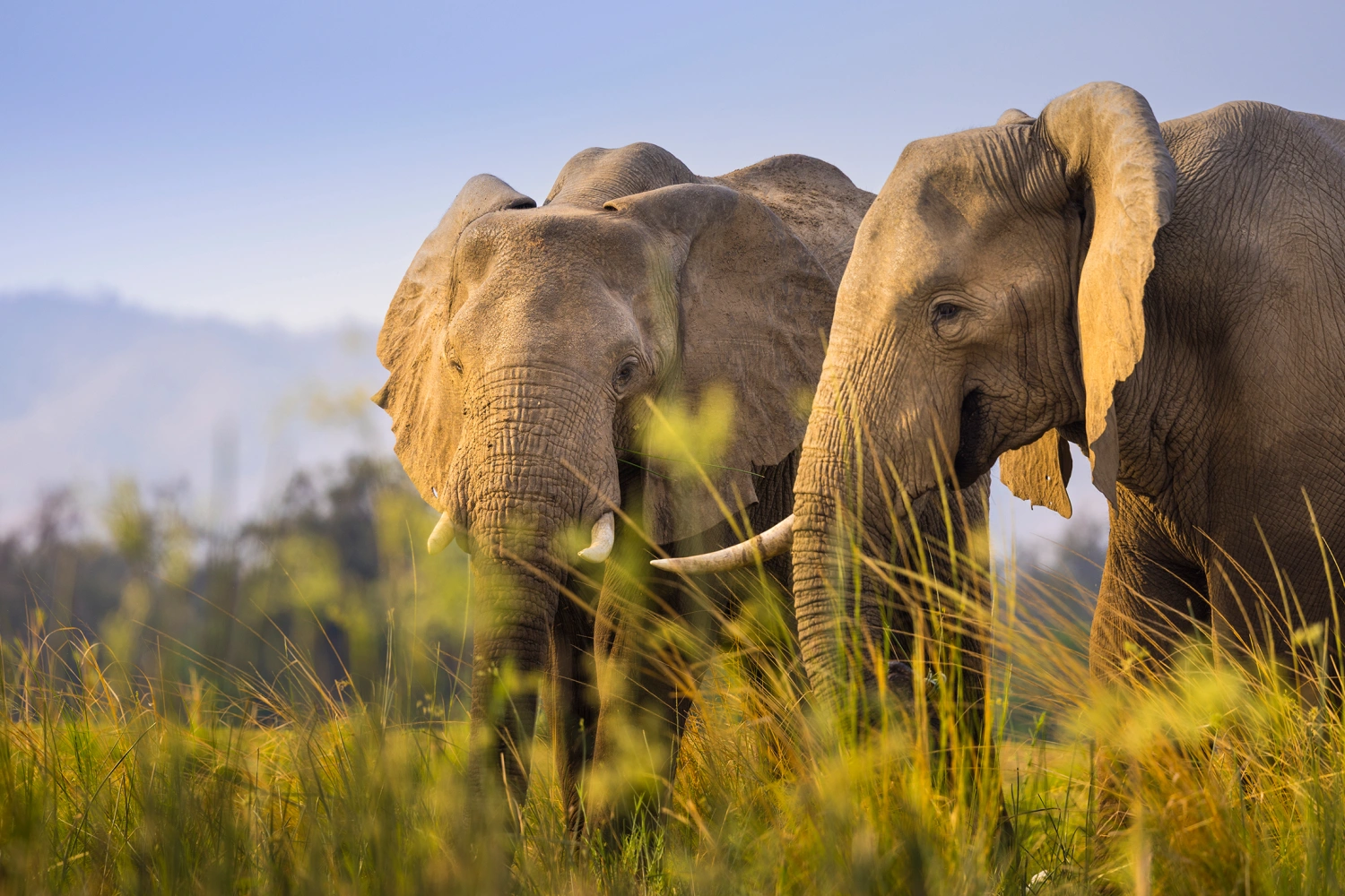 The Zanji Suite at Tembo Plains