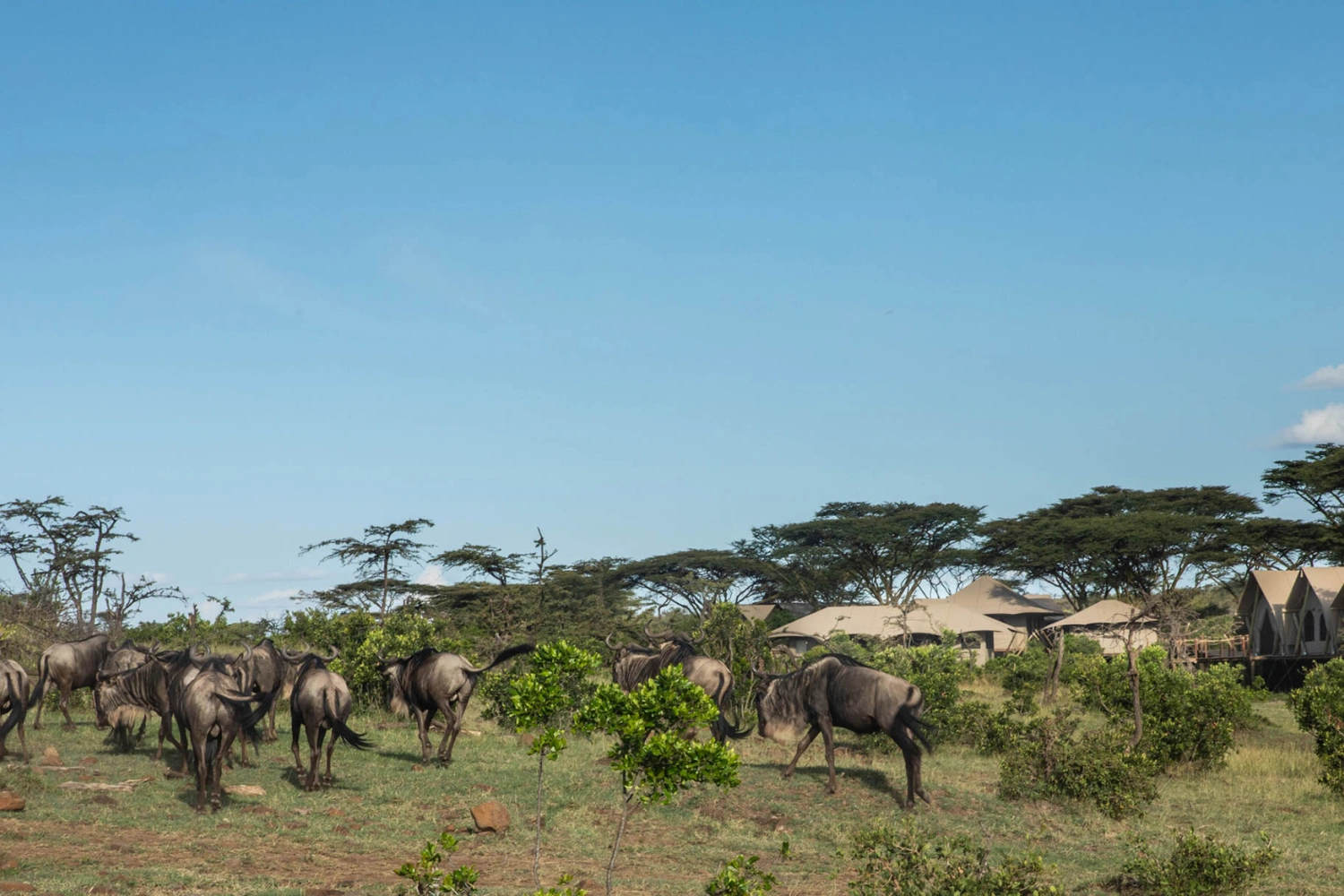Mara Nyika Camp