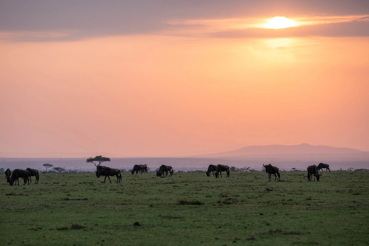 Mara Nyika Camp