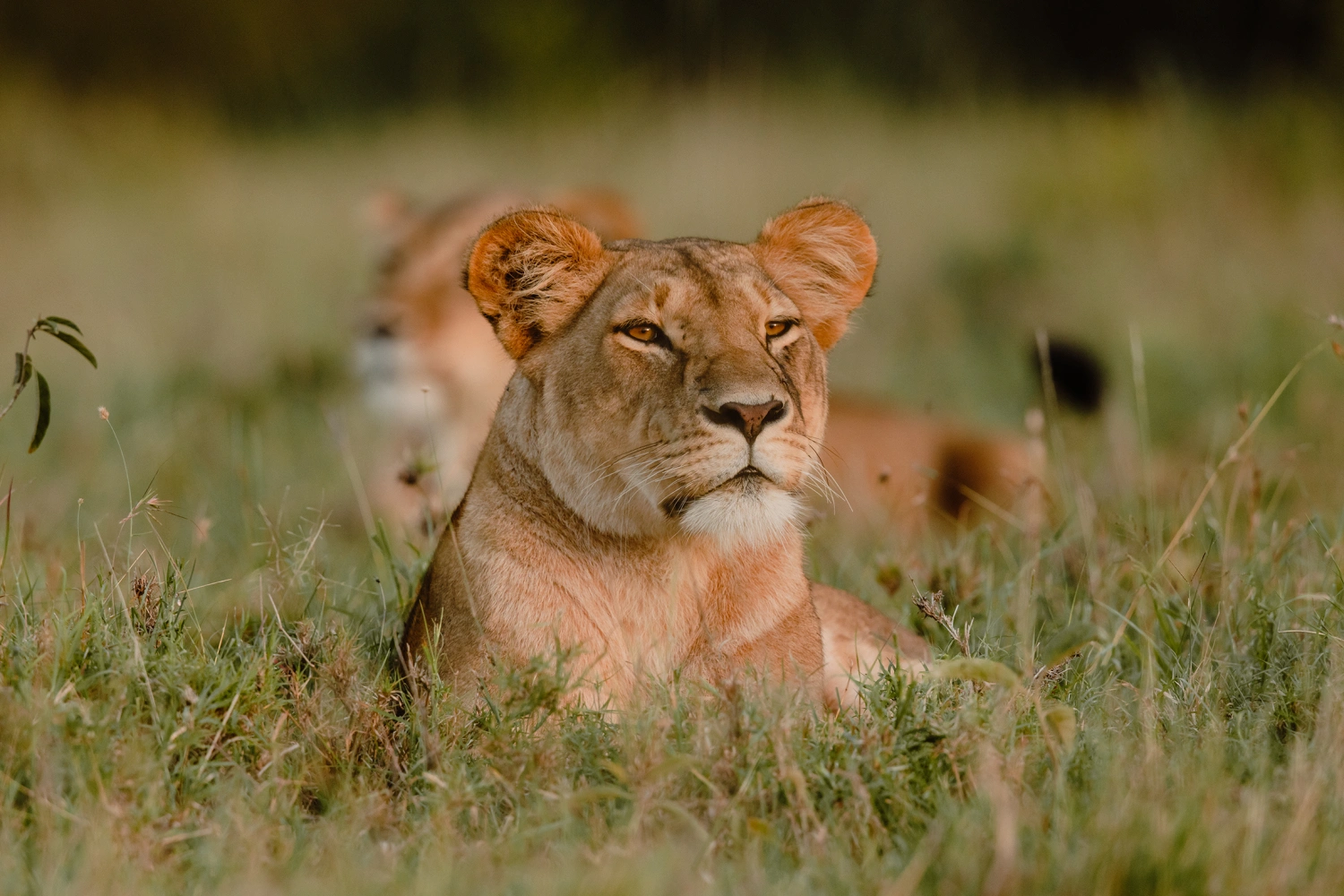 The Sambuk Suite at Mara Nyika