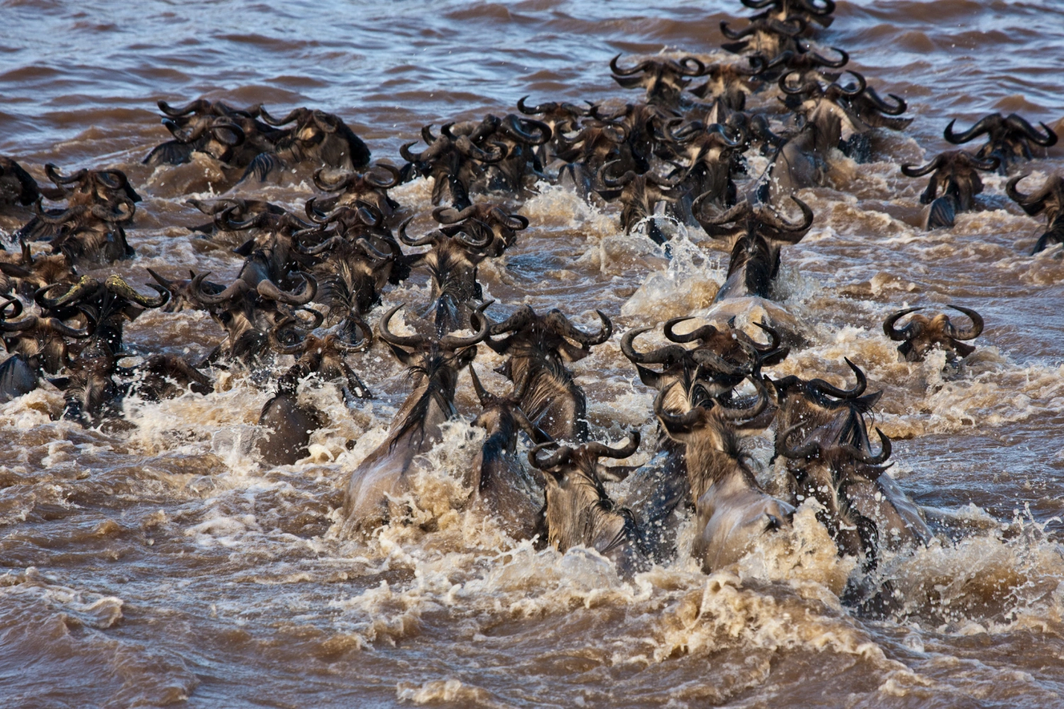 Mara Plains Camp