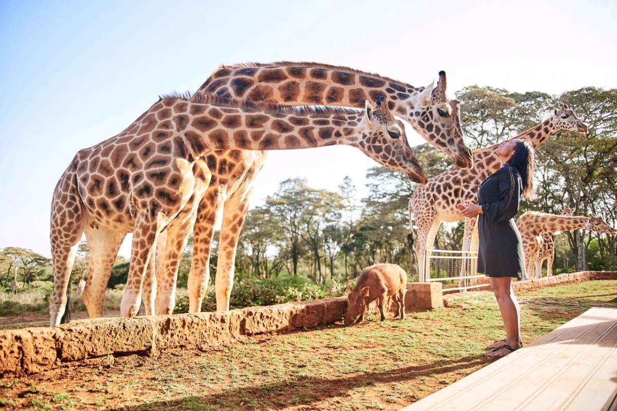 Giraffe Manor