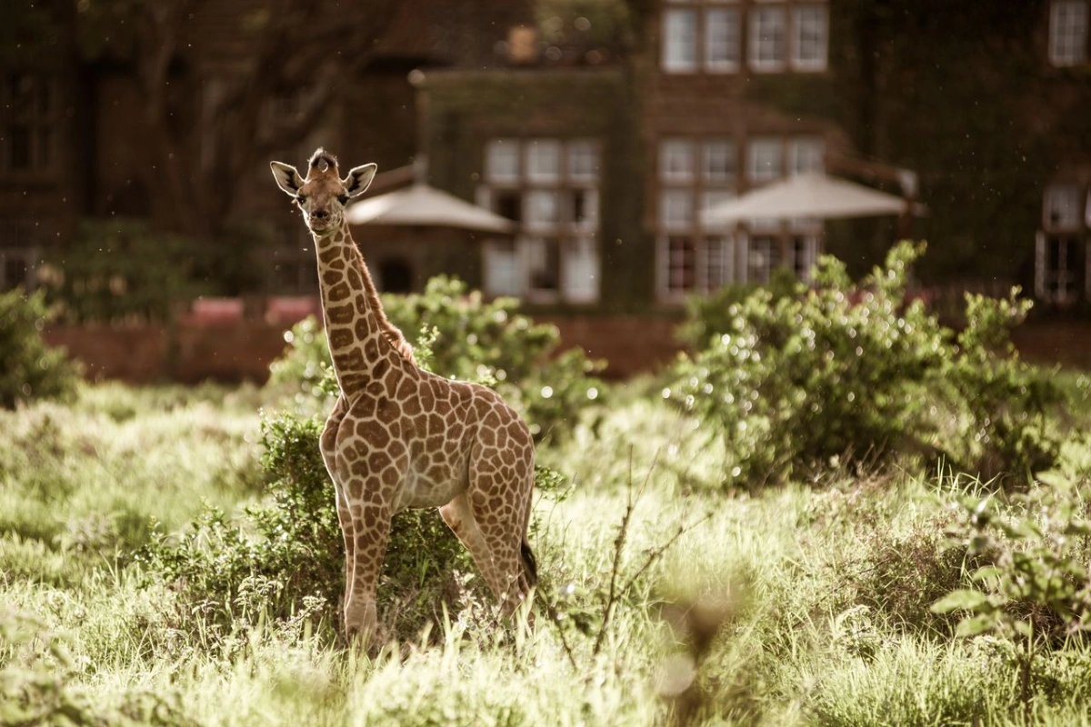 Giraffe Manor