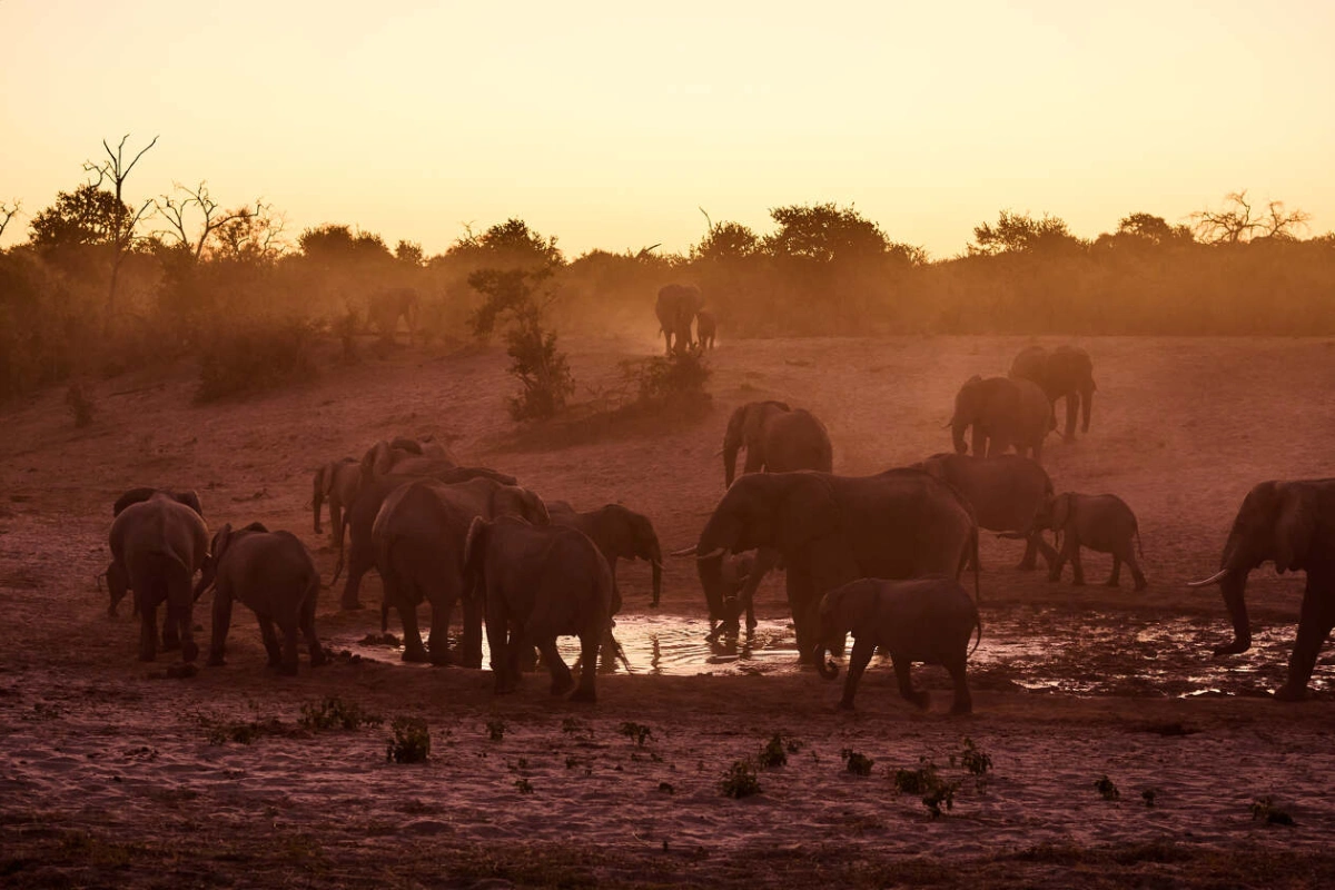 Savute Safari Lodge