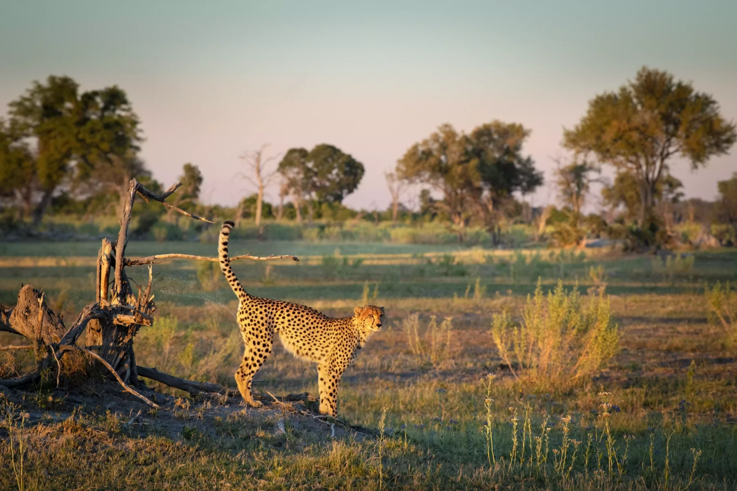 Atzaro Okavango Camp