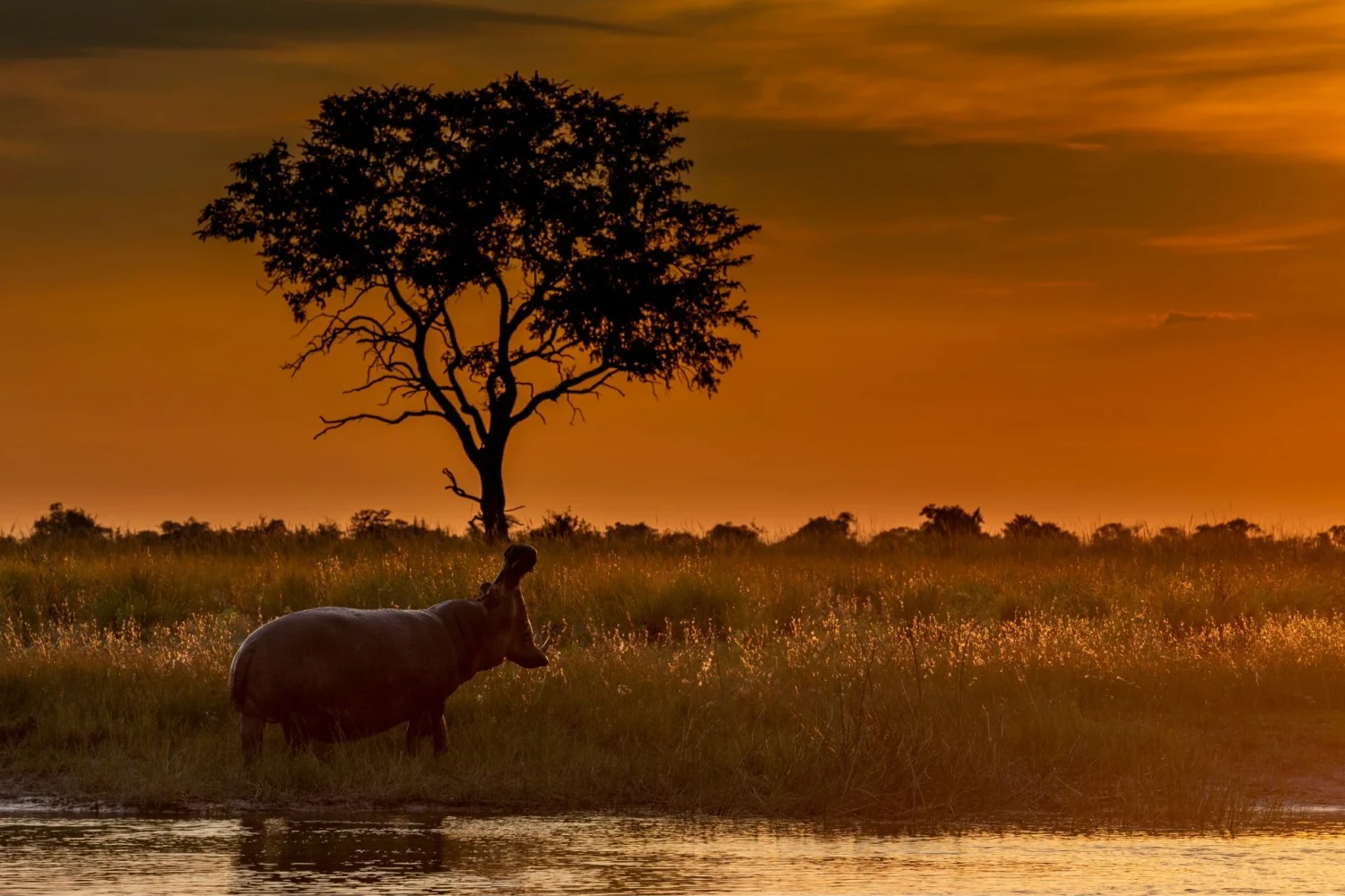 Atzaro Okavango Camp