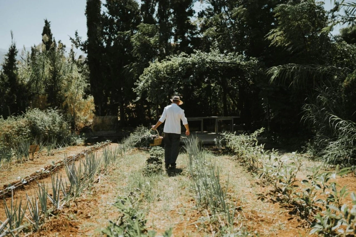 Phaea Cretan Malia, A Member of Design Hotels