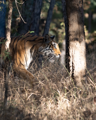 Tiger Trails of Central India