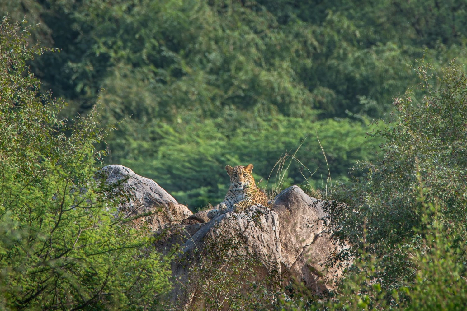 Royal Rajasthan - Palaces, Leopards & Lakes