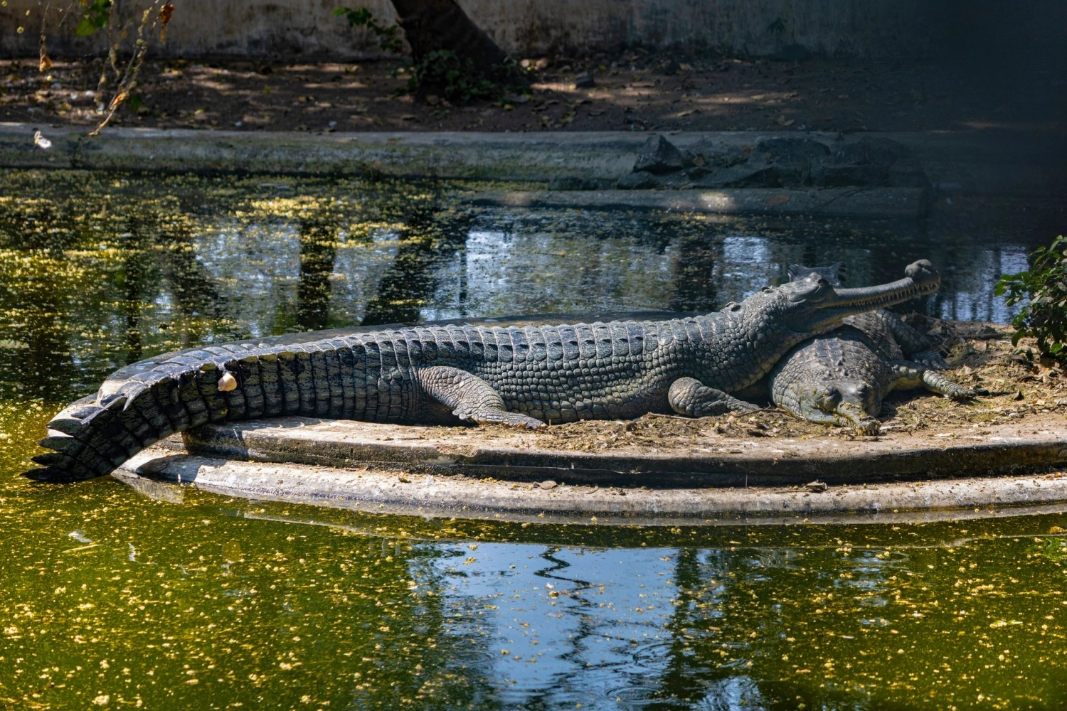 Royal Rajasthan - Palaces, Leopards & Lakes