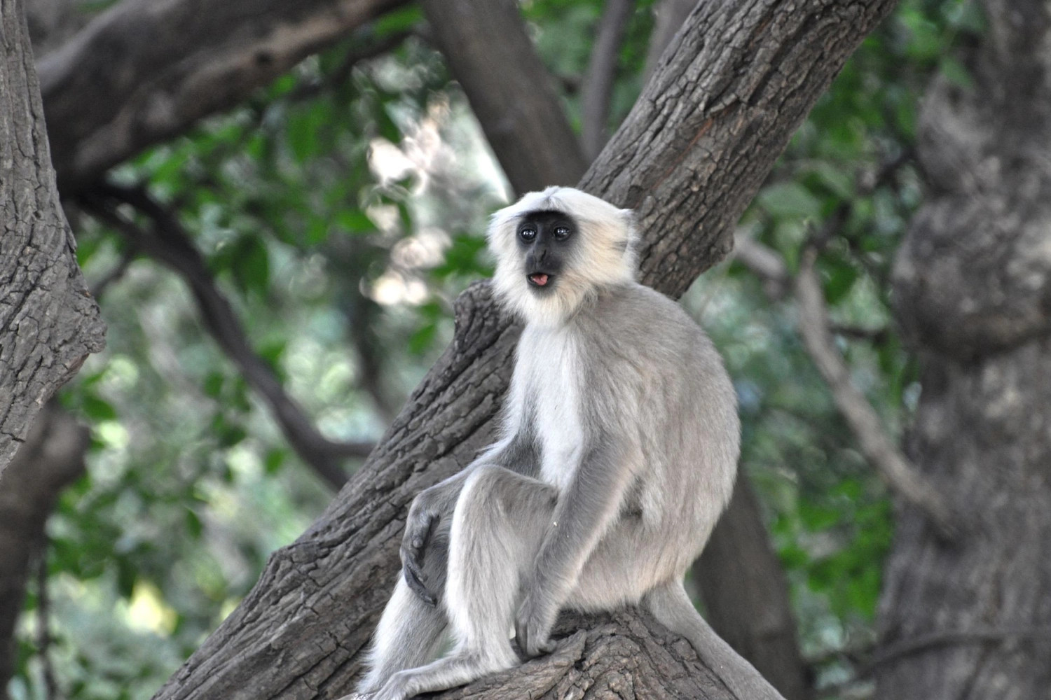 Royal Rajasthan - Palaces, Leopards & Lakes