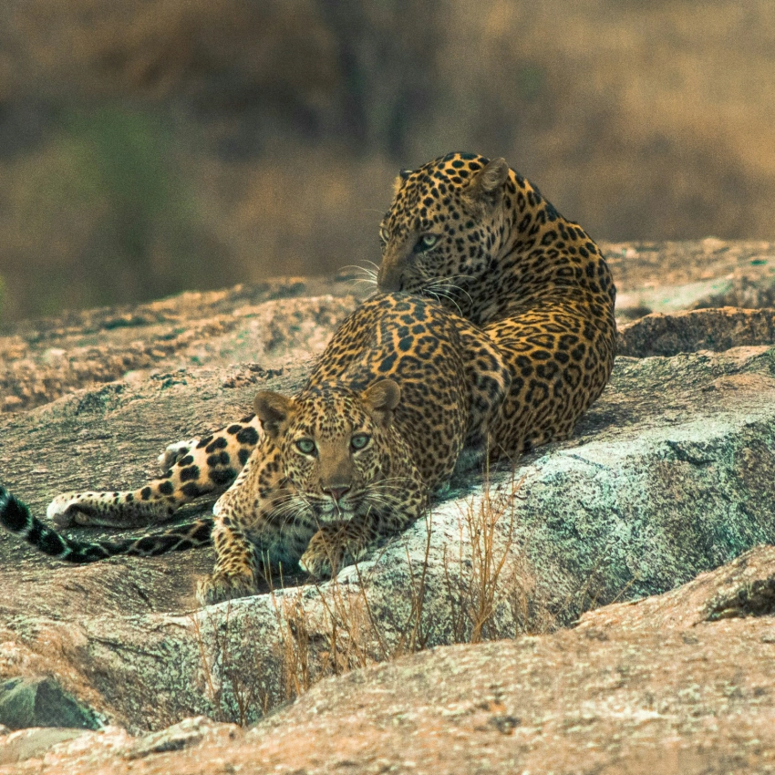 Royal Rajasthan - Palaces, Leopards & Lakes