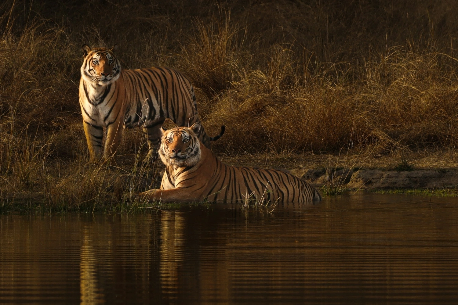 Royal Legacies & Wild Encounters