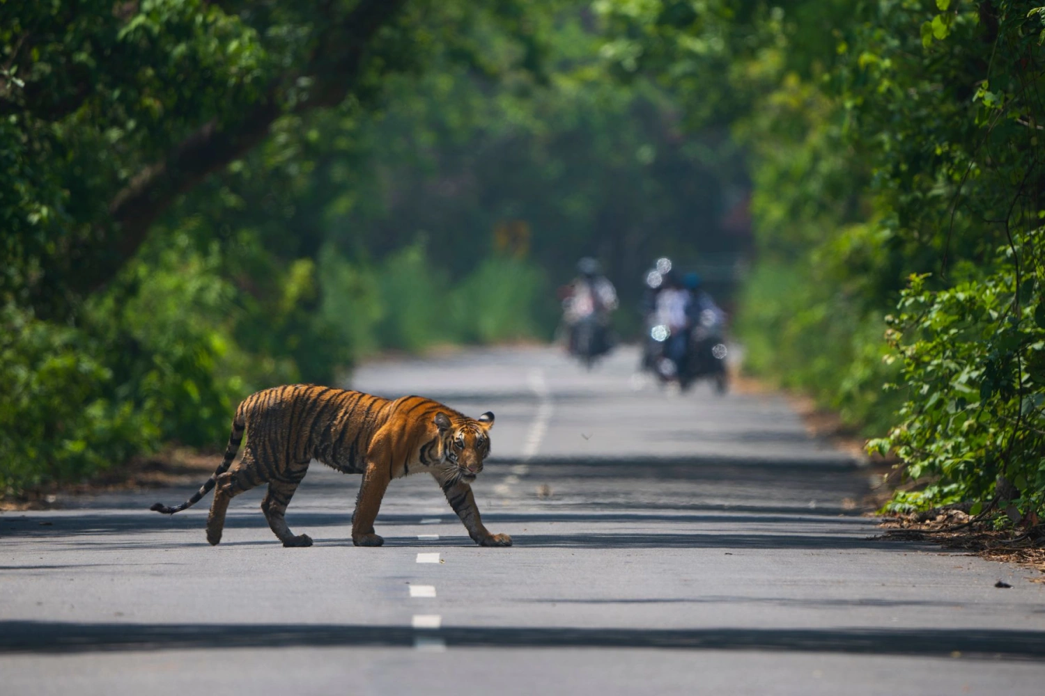 Royal Legacies & Wild Encounters