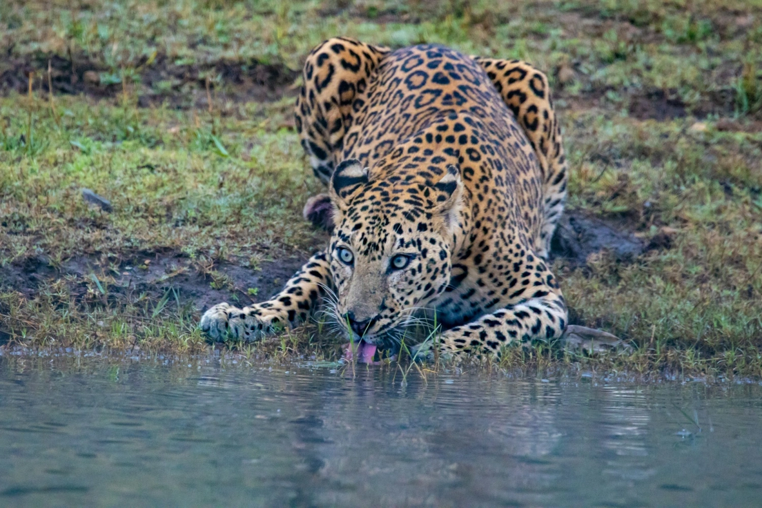 Royal Legacies & Wild Encounters