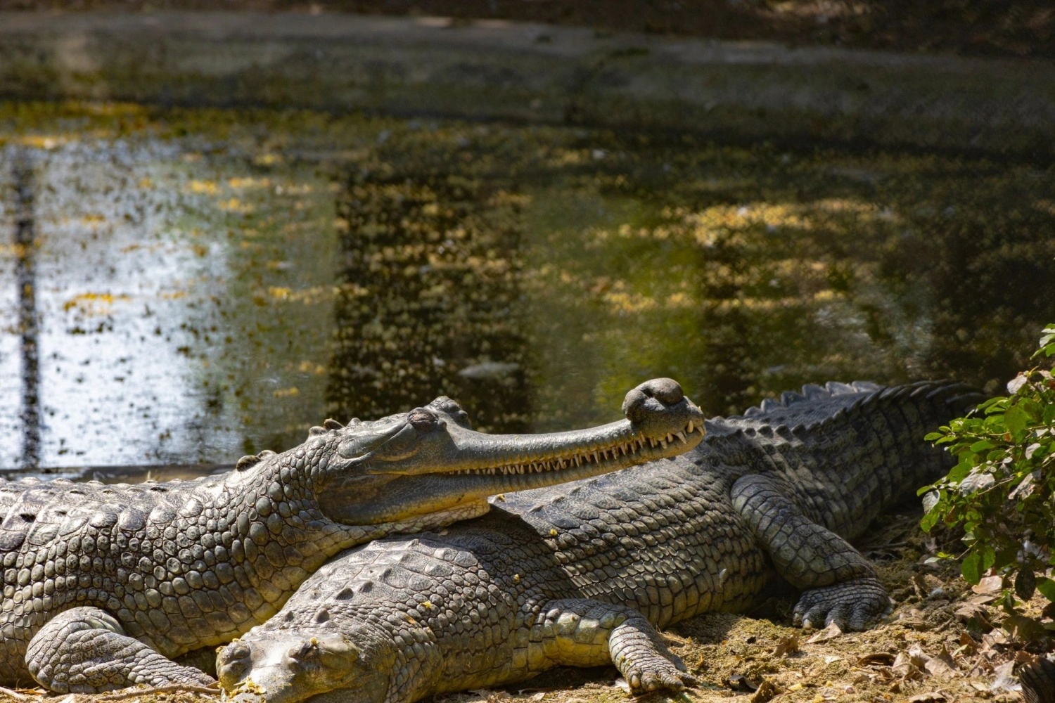Royal Legacies & Wild Encounters