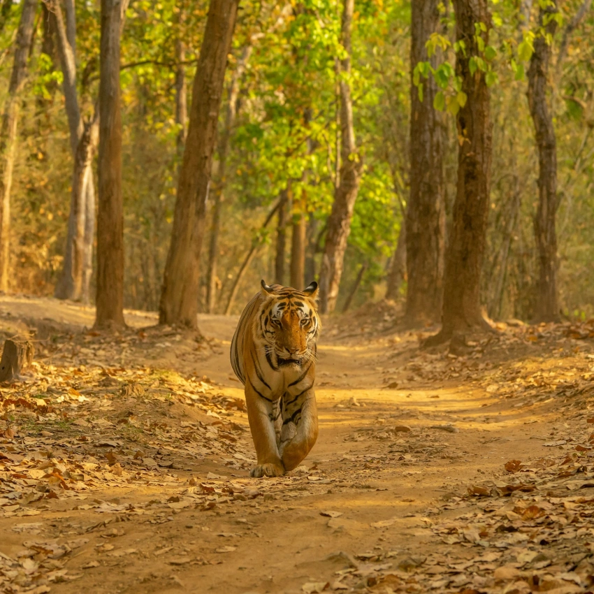 Royal Legacies & Wild Encounters